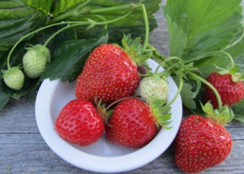 Mơ Thấy Quả Dâu Tây – Giải Mã Giấc Mơ Tình Duyên Và Tài Lộc