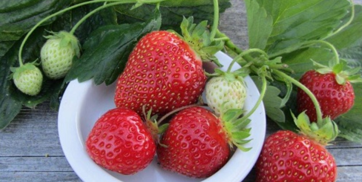 Mơ Thấy Quả Dâu Tây – Giải Mã Giấc Mơ Tình Duyên Và Tài Lộc