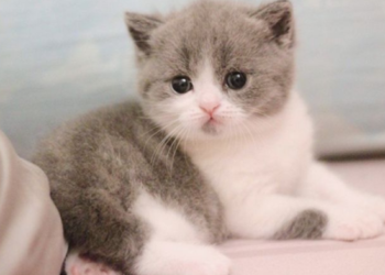 Mơ Thấy Mèo Là Điềm Báo Gì?