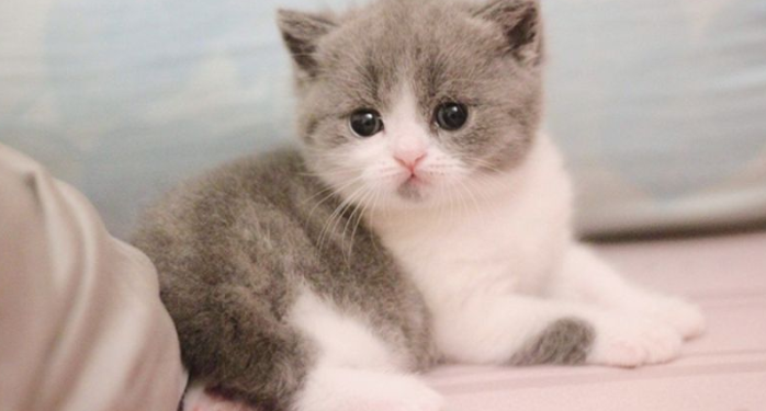 Mơ Thấy Mèo Là Điềm Báo Gì?